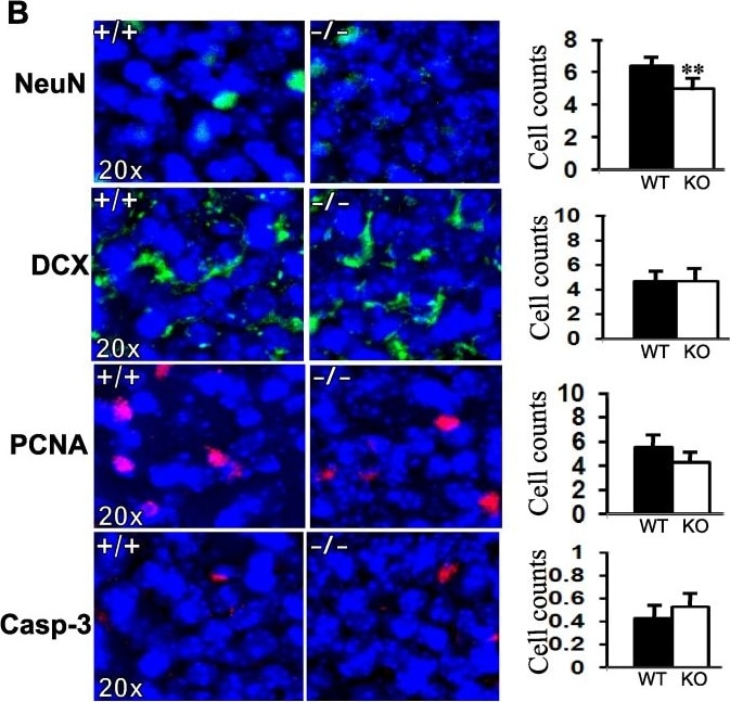 Caspase-3 Antibody (31A1067) - (Pro and Active) - BSA Free
