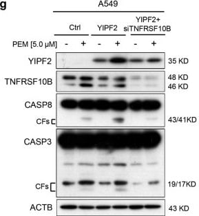 Caspase-3 Antibody (31A1067) - (Pro and Active) - BSA Free
