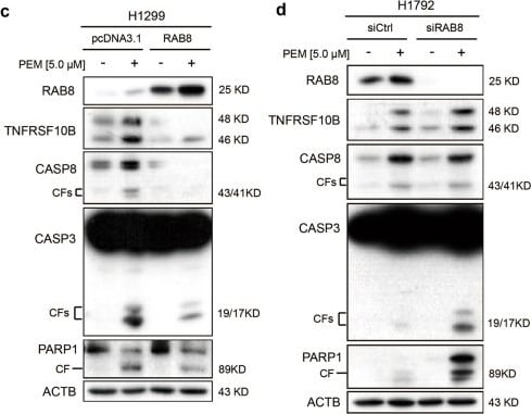 Caspase-3 Antibody (31A1067) - (Pro and Active) - BSA Free