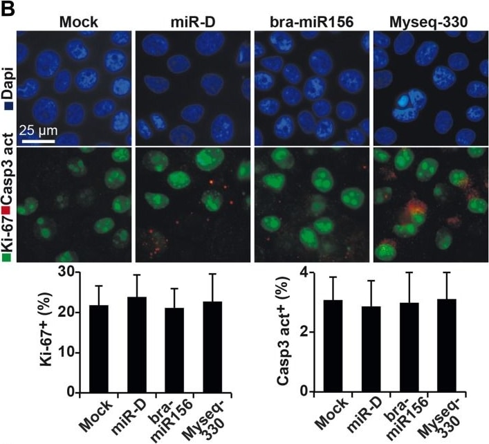 Caspase-3 Antibody (31A1067) - (Pro and Active) - BSA Free
