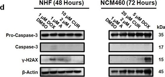Caspase-3 Antibody (31A893) - BSA Free