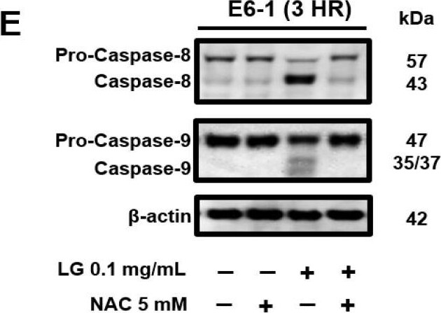 Caspase-3 Antibody (31A893) - BSA Free
