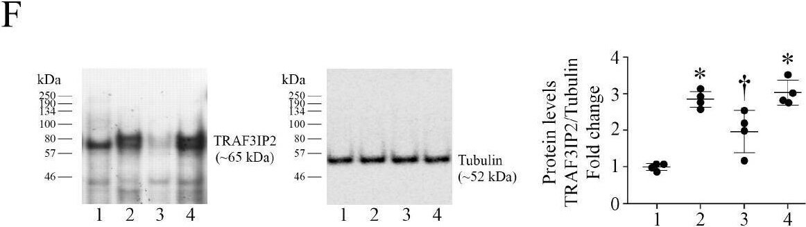 TRAF3IP2 Antibody - BSA Free