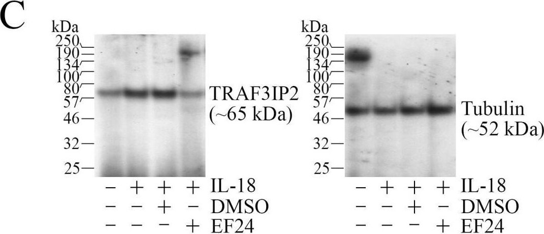 TRAF3IP2 Antibody - BSA Free