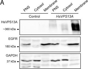 GAPDH Antibody