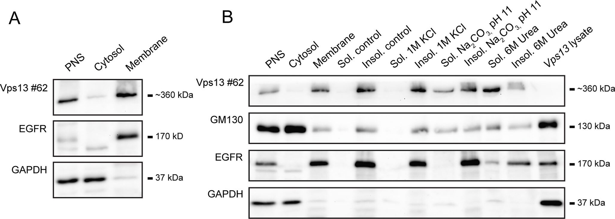GAPDH Antibody
