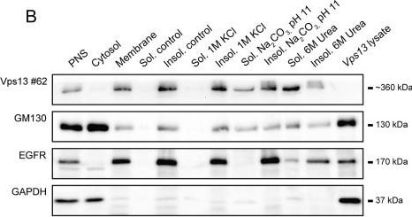GAPDH Antibody