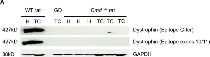 GAPDH Antibody