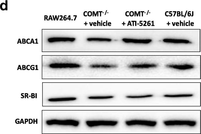 GAPDH Antibody