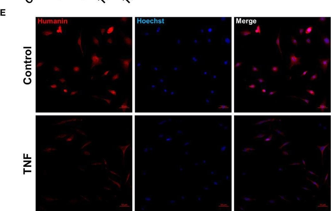 Humanin Antibody - BSA Free