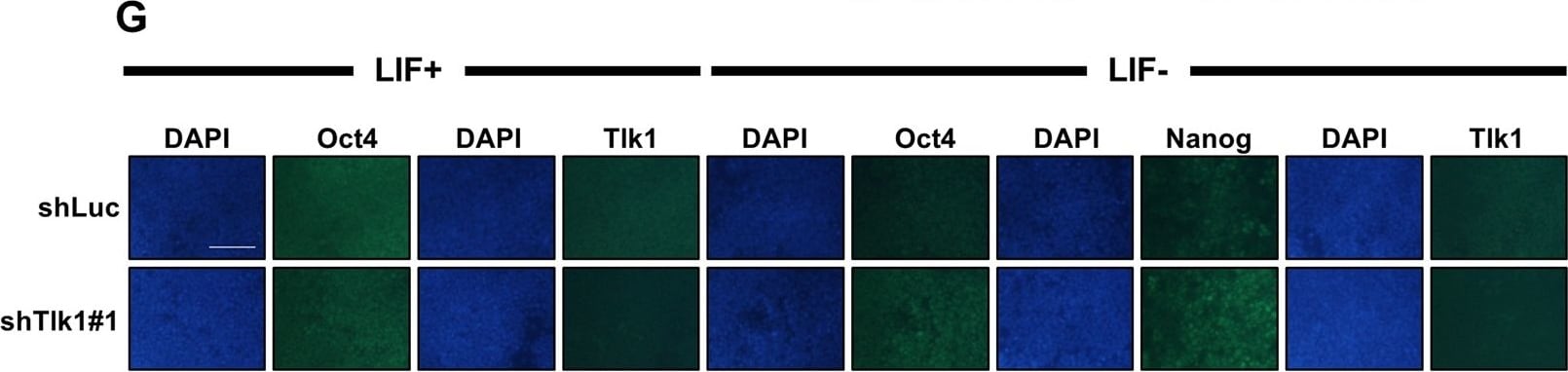 Nanog Antibody