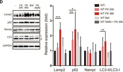 PBEF/Visfatin/NAMPT Antibody - BSA Free
