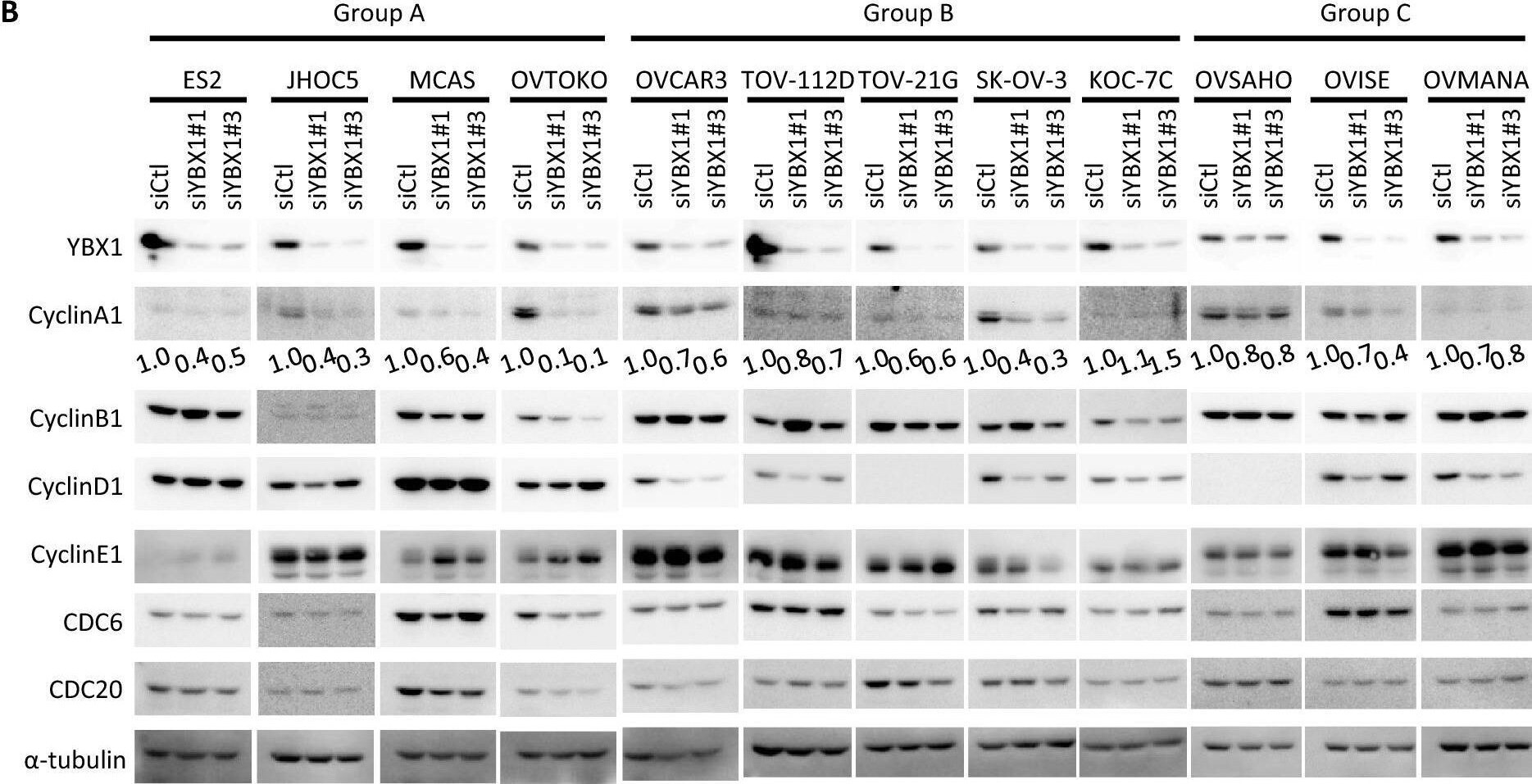 Cdc20 Antibody