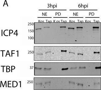 MED13 Antibody
