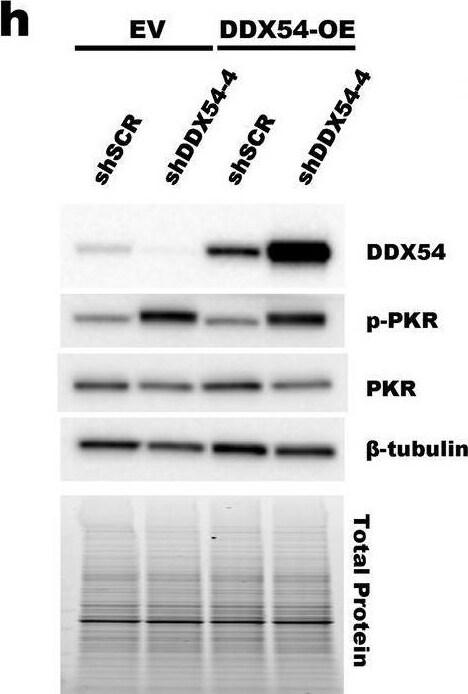 DDX54 Antibody - BSA Free