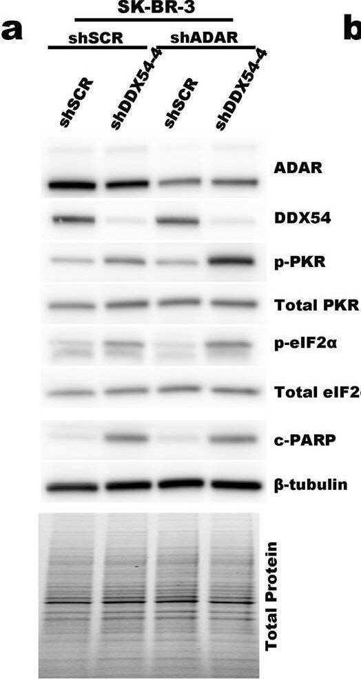 DDX54 Antibody - BSA Free