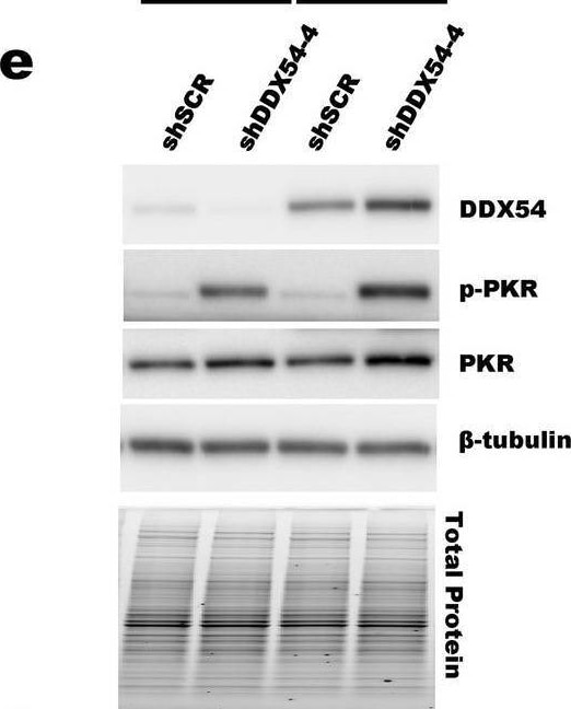 DDX54 Antibody - BSA Free