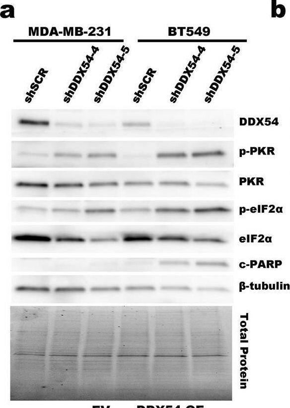DDX54 Antibody - BSA Free