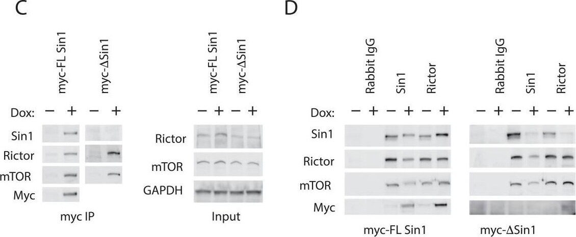 Rictor Antibody