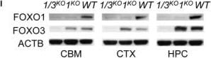 FOXO3 Antibody