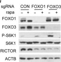FOXO3 Antibody