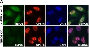 CPSF6 Antibody
