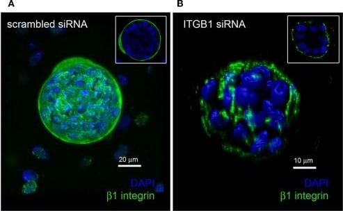 Integrin beta 1/CD29 Antibody (12G10) - BSA Free