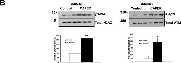 Histone H2AX Antibody