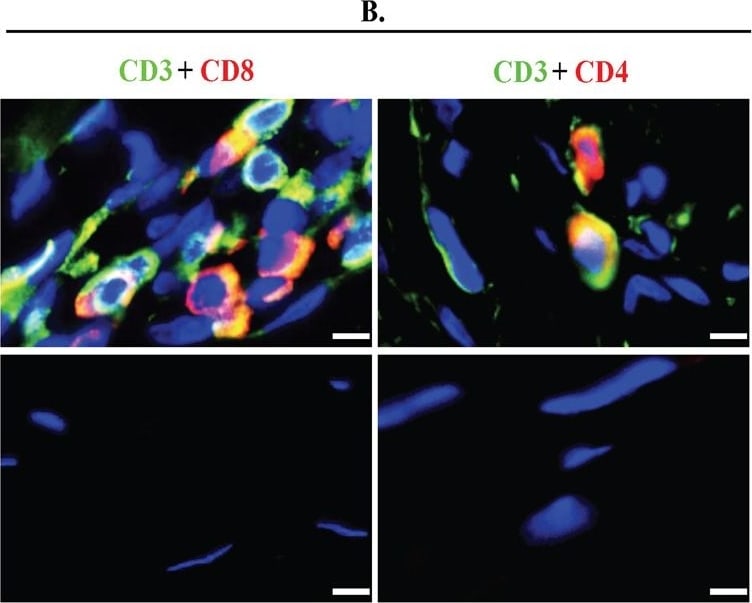 CD8 Antibody (12.C7) - BSA Free