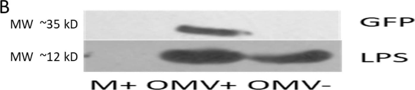 Lipid A LPS Antibody - BSA Free
