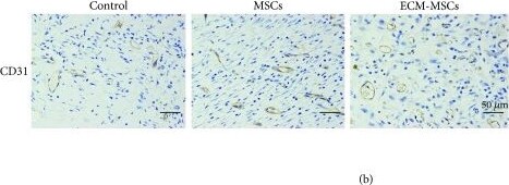 CD31/PECAM-1 Antibody (TLD-3A12) - BSA Free