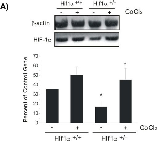HIF-1 alpha Antibody - BSA Free