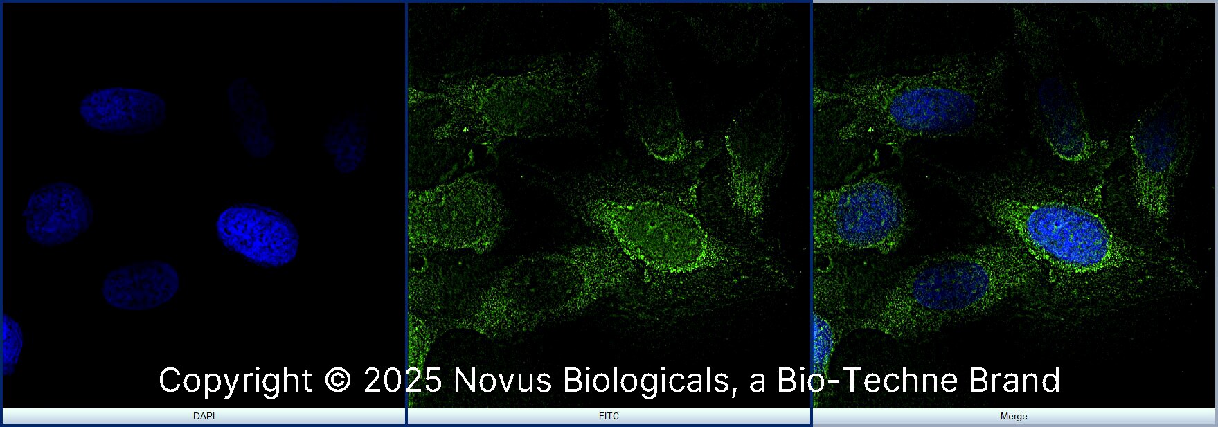 rRNA Antibody (Y10b) [Alexa Fluor® 488]
