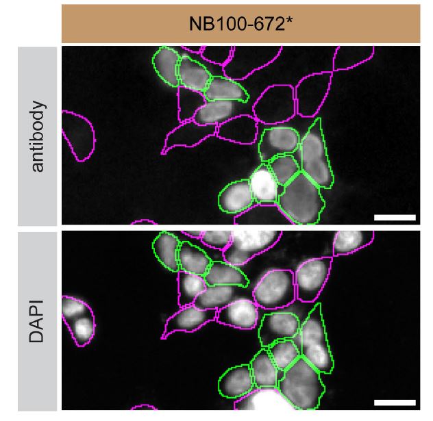 hnRNP A1 Antibody (4B10) - BSA Free