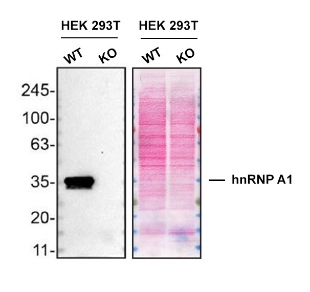 hnRNP A1 Antibody (4B10) - BSA Free