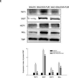 Host Cell Factor 1/HCFC1 Antibody