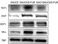 Host Cell Factor 1/HCFC1 Antibody
