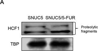 Host Cell Factor 1/HCFC1 Antibody