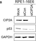 CIP2A Antibody