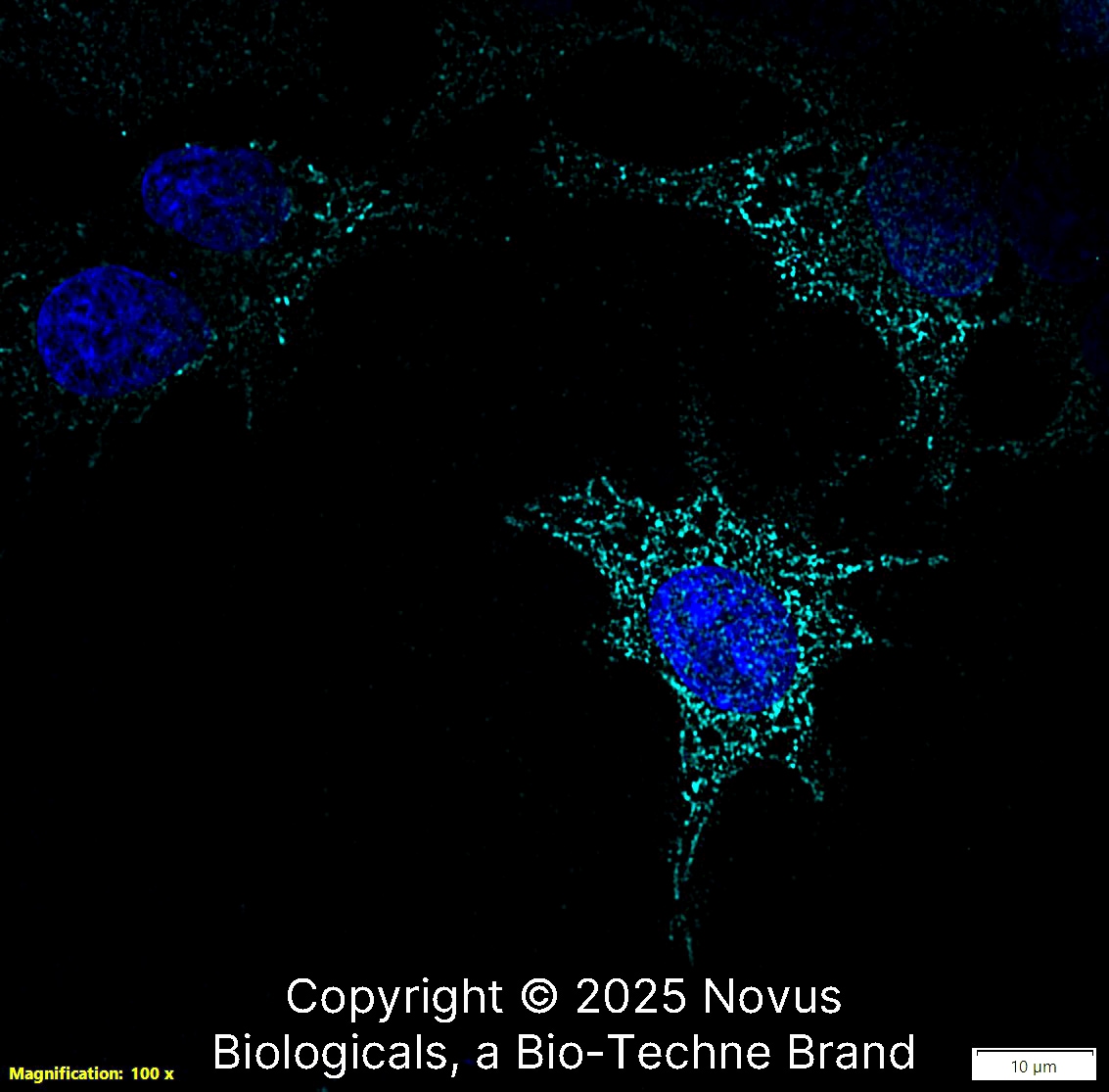 CD68/SR-D1 Antibody (KP1) - BSA Free