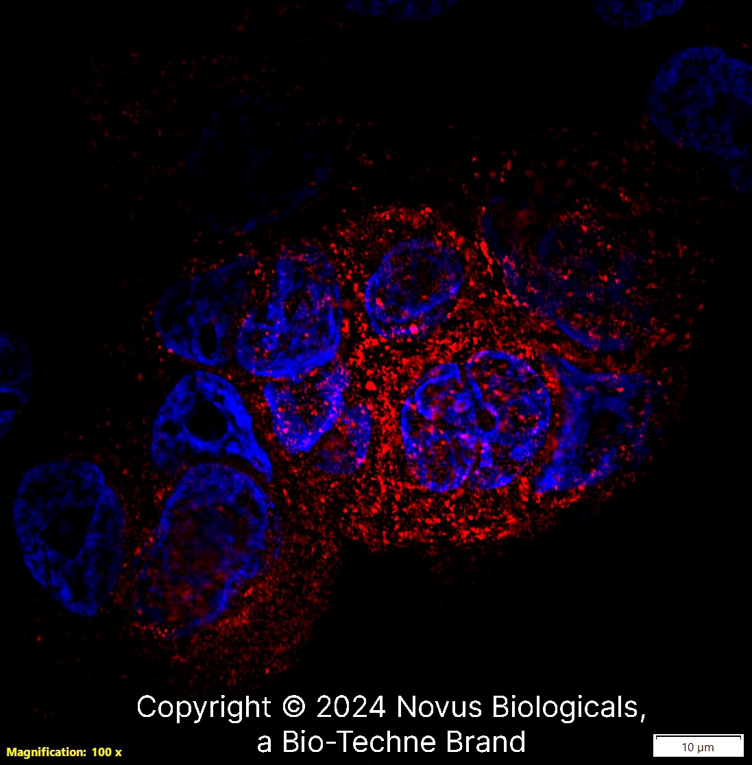 CD68/SR-D1 Antibody (KP1) - BSA Free