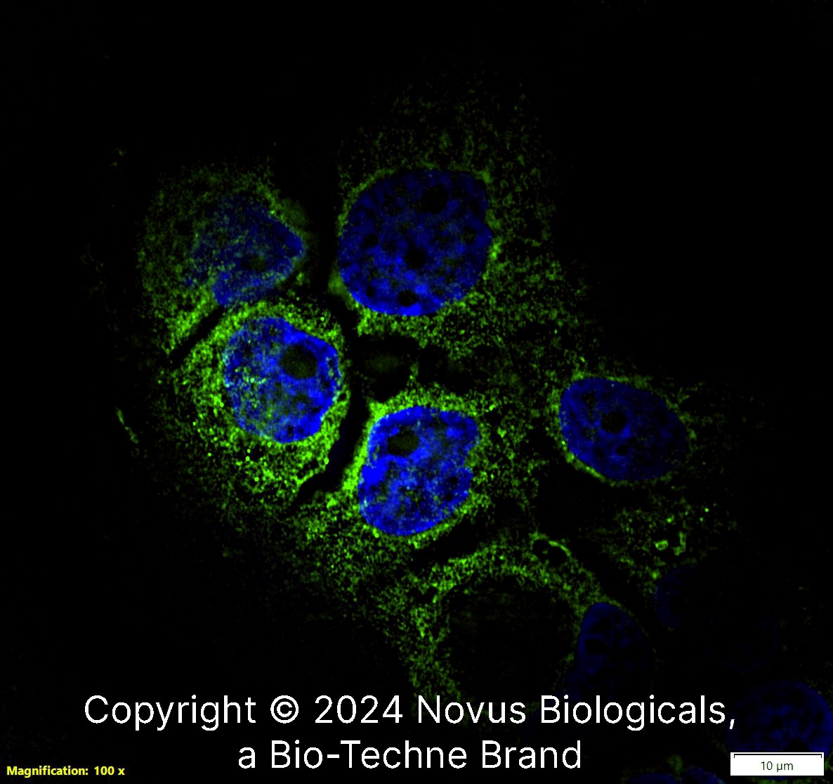 CD68/SR-D1 Antibody (KP1) [Alexa Fluor® 488]