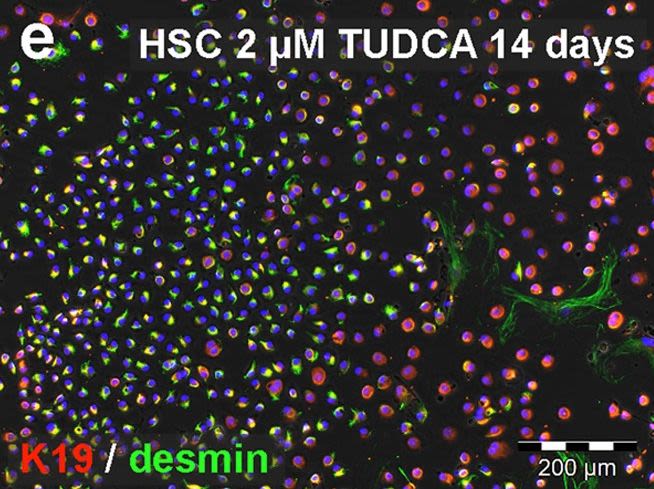 Cytokeratin 19 Antibody - BSA Free