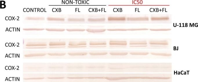COX-2 Antibody