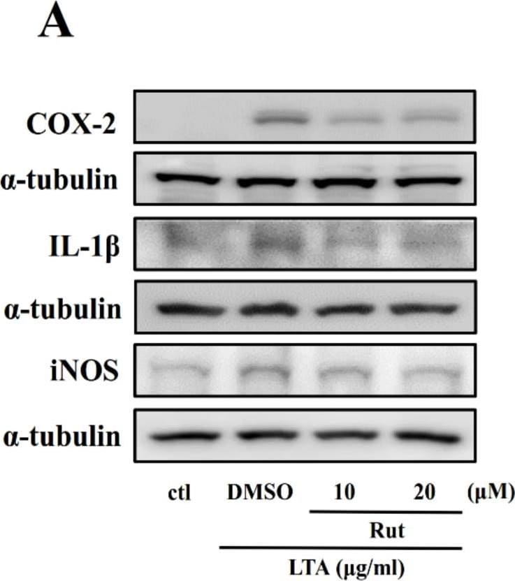 COX-2 Antibody