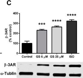 alpha Tubulin Antibody (DM1A) - BSA Free