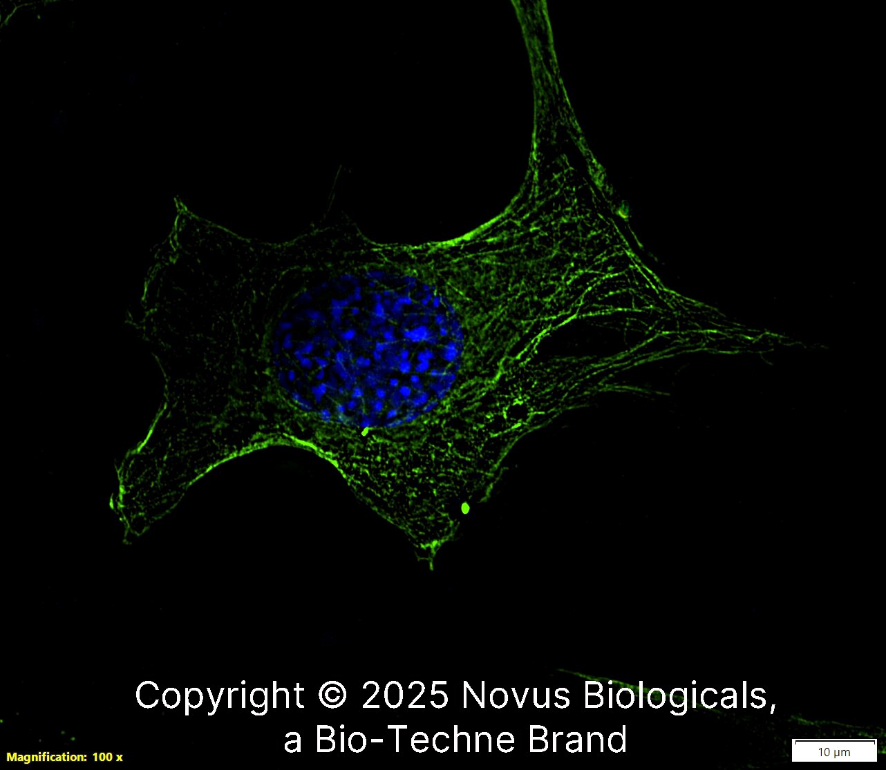 alpha Tubulin Antibody (DM1A) [Alexa Fluor® 488]
