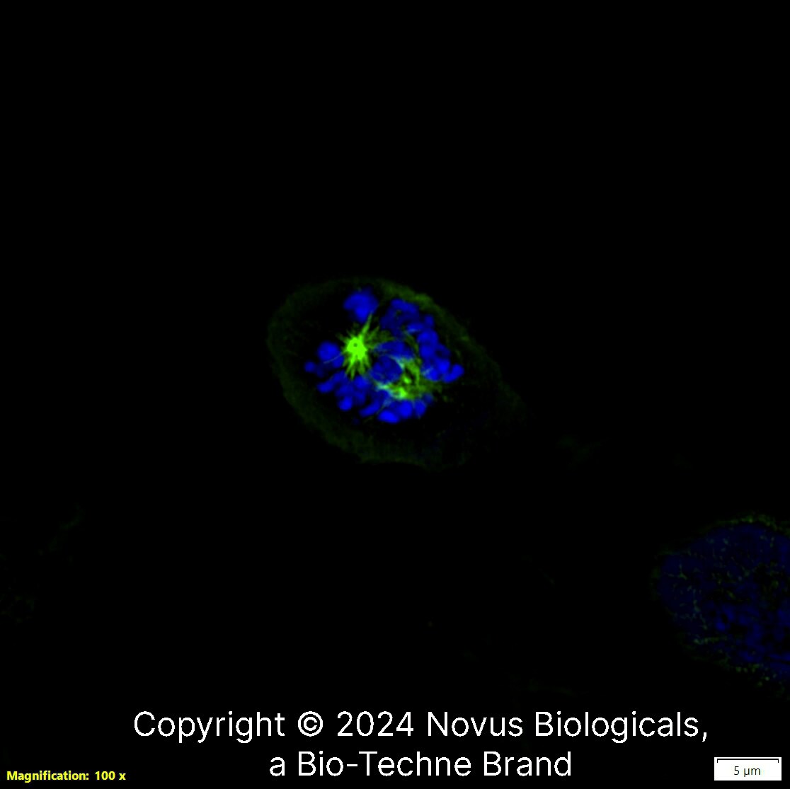 alpha Tubulin Antibody (DM1A) [Alexa Fluor® 488]