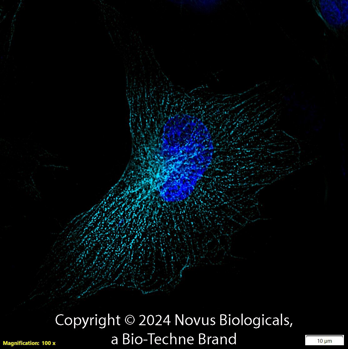 alpha Tubulin Antibody (DM1A) [Alexa Fluor® 647]