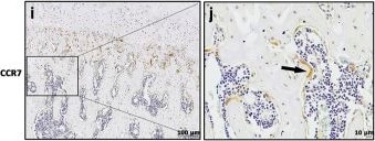 CCR7 Antibody